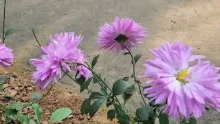 BEAUTIFUL FLOWERS. 💐  FLOWERS BLOOMED. 🏵  GARDEN AND WATERGARDEN. 🌺🌹 LOTUSPLANTS AT WATERGARDEN. 🪷