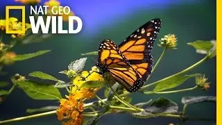 Monarch Milkweed Maids | United States of Animals