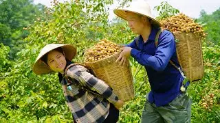 Picking longan fruit with my husband to sell - Family meals are so joyful when my husband is there