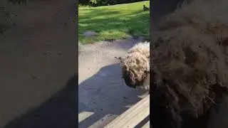 the most furry sheep apears.