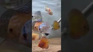 #discus #discusfish #discusfishlover #aquariumhobby #aquarium #fishtank #aquariumfish #petshop