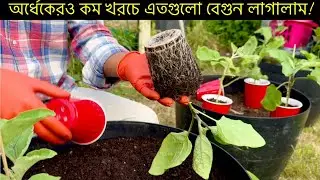 রিসাইক্লড পুরনো মাটি  ব্যবহার করে সহজেই অরধেক খরচে প্রচুর বেগুন চারা রোপণ করা যায়🔥