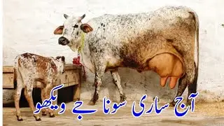 🔴 (03014865352)date.27-1-2026.cholistani frizen cross cow for sale on youtube.