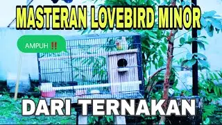 MASTERAN LOVEBIRD KONSLET MINOR DARI TERNAKAN 🛑 AMPUH 🛑