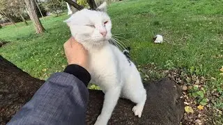 Adorable stray cats that constantly show affection by climbing onto trees.