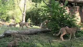 Cora's Cheetah Quintuplets are now exploring their public habitat