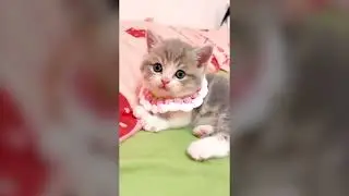 FUNNY CATS 2025 Ӏ Best Cat Compilation - Funny Spunny