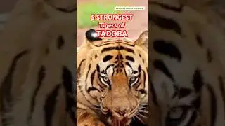 5 strongest tigers of Tadoba | Chota Matka | Matkasur | Wagdoh Tiger | Mowgli | Tadoba Tiger Reserve