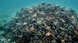 Crabs Form Insane Pyramid To Keep Each Other Safe