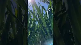 Hala trees (Pandanus tectorius). A.k.a 