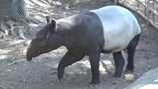 マレーバクさんが可愛い❤ Cute Malayan tapir #511　【Cute animal videos】