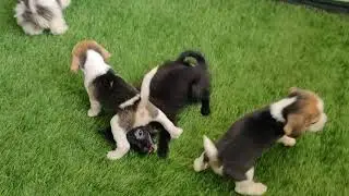 German Shepherd || ShihTzu || Beagle || Culture Pomeranian || Puppies || DOGGIESTHAN The Pet State |