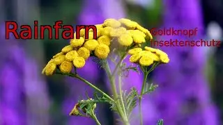 Goldknopf und Insektenschutz: Der Rainfarn