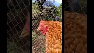 Ein friedlicher Morgen bei den H&uuml;hnern 🥰#8samkeit #shorts #chicken #rabbit #huhn #kaninchen #freunde