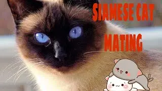 CAT MATING | SIAMESE