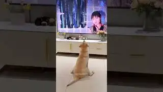 #funny #dog # viral video.