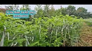 Những mầm non bồ kết ghép vụ mới 2026 cho bà con đây 