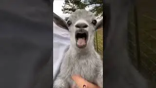 #funwithpets#funnyvidoes#😂😂😂😂😂petsfighting#