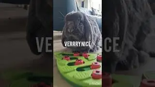 Bunny leaf brain game #shorts #rabbittoys