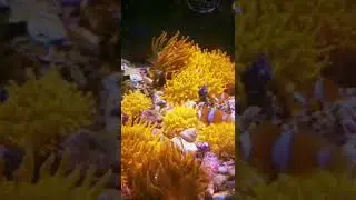 Massive Coral Selection at The Aquatic Design Centre