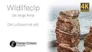Die lange Anna - Der Luftraum ist voll! #wildlifeclips #4k