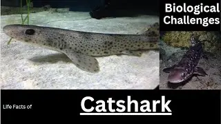 Catshark