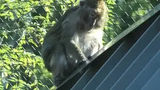 long-tailed macaque relaxing on a roof at the Indianapolis zoo #longtailedmacaque #primates 