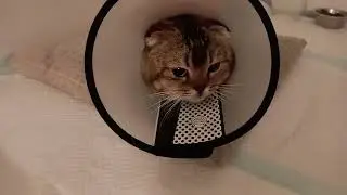 Cats isolated still in pain #sick #infections 