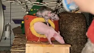 Каково это — будить сонных крыс для ранних игр!