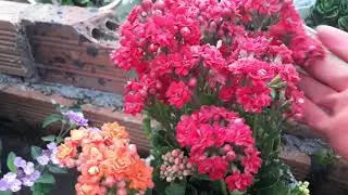 Cách nhân giống hoa sống đời kép thái