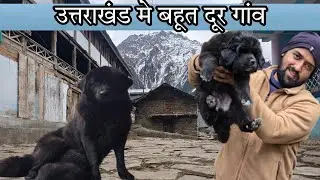 bhotia dog in uttarakhand highest village हर्षिल में gaddi dog Himalayan sheep dog Uttarakhand Wale