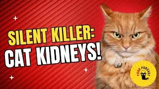 Does your cat pee too much? with Dr. Serge Chaloub - Purr Podcast
