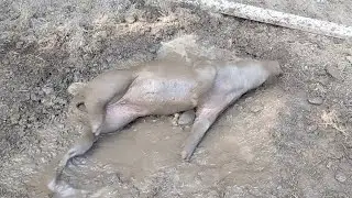 Happy as a pig rolling in the mud.