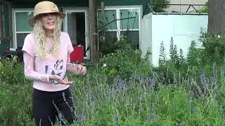 Mealycup Sage Native American Survival Food