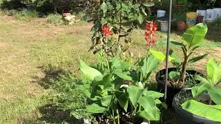 Wild edible plant foraging, pepper grass