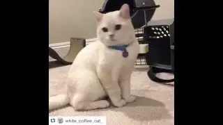 White Coffee Cat: Chirping 🐦