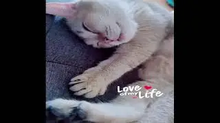 &hearts;TikTok Pets: Funny and Cute Pets Compilation #1&hearts; - CuteVN.