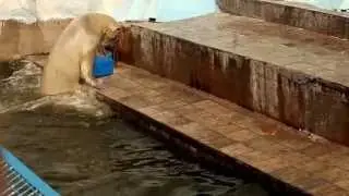 Белый медведь
