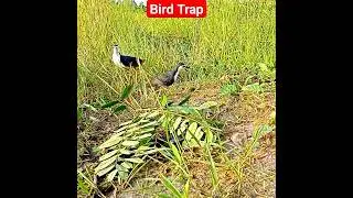 Bird Trap | Bird Hunting | Easy way to catch bird |Bird Catching Techniques |