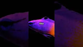 Celebes medaka fish changes color when mad.#CelebesMedaka #ColorChangingFish #AquaticLife