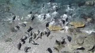 Mutton Cove Seals