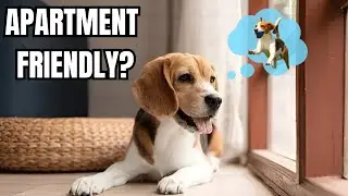 Can Beagles Live in Apartments? Is beagle dog apartment friendly?