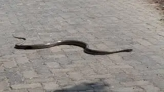 পুরো মোটরসাইকেল কে পেঁচে ধরেছে এক বিশাল সাপ।