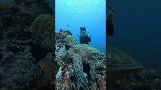 Underwater Adventure with Scuba Divers and Sea Turtle #underwater #seaanimals