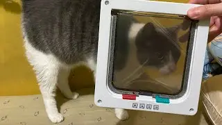 Installing a cat door (so that I can stream in peace)