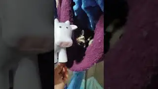Sugar glider reacts to cow squeeze toy | Oliver The Tat and Company