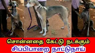 சொன்னதை கேட்டு நடந்த சிப்பிபாறை நாட்டுநாய் | Chippiparai Desi dog