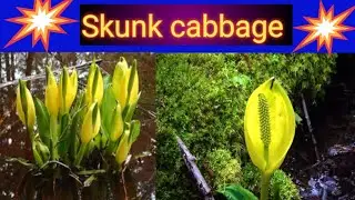 #SkunkCabbage#WesternSkunkCabbage#UniquePlants#MarshPlants#RarePlants#SmellyPlants#NatureSecrets