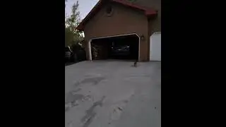 The dogs over the walk and that stacked up wood pile so close to the car is ballsy