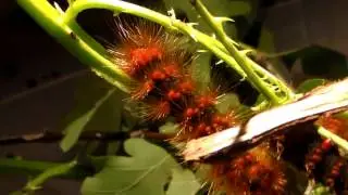 Progress video: beautiful Areas galactina (Erebidae/Arctiidae)